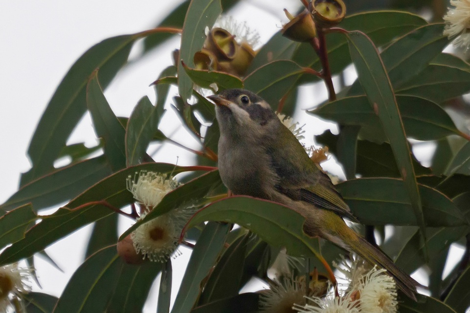 Brown-headed Honeyeater (Melithreptus brevirostris)